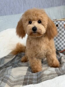 Maltipoo puppy