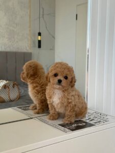 Maltipoo Puppy
