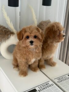 Maltipoo Puppy