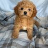 maltipoo puppy