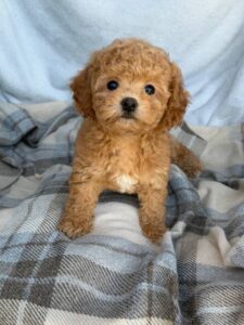maltipoo puppy