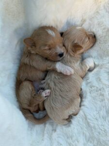Tiny maltipoo Babies