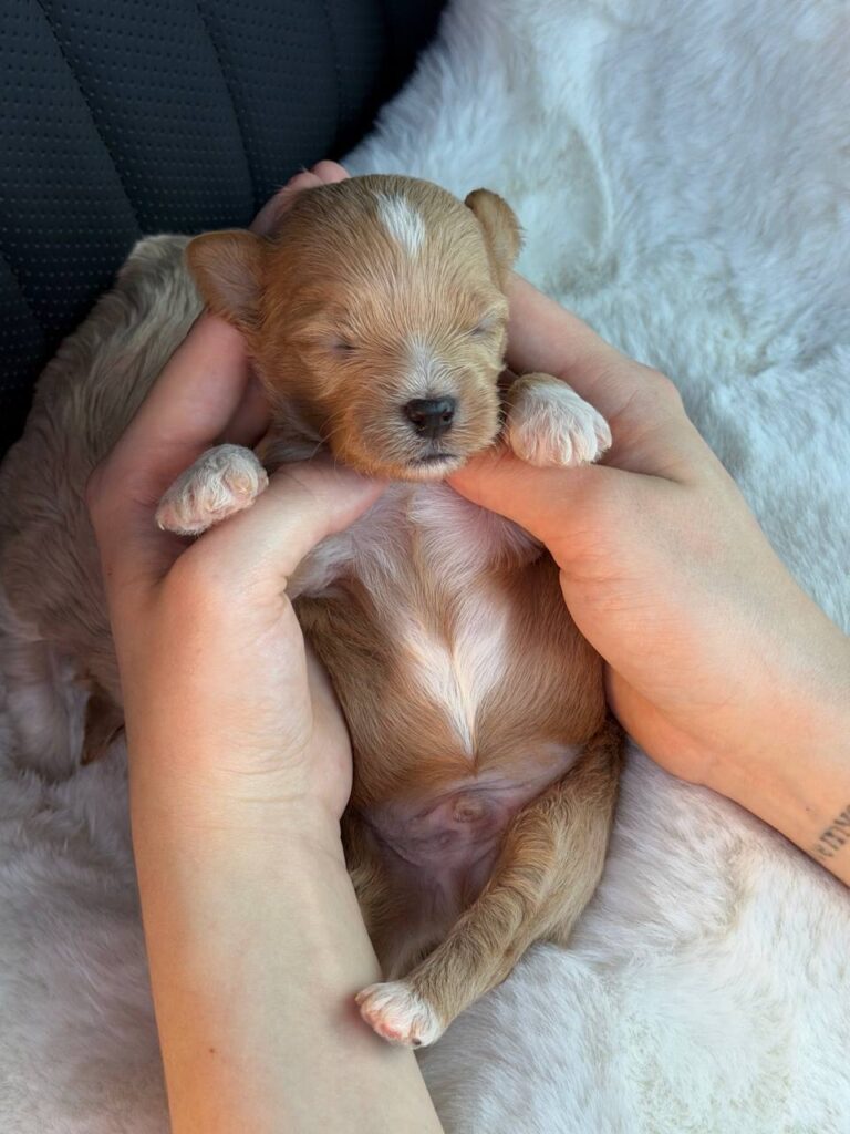 maltipoo puppies for sale