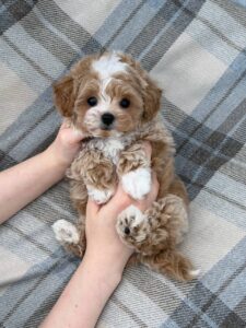 Maltipoo Puppy