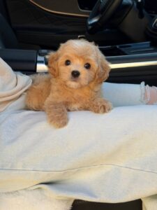 Maltipoo Puppy