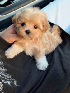 Maltipoo Puppy