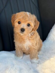 Maltipoo puppy