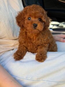 Maltipoo Puppy