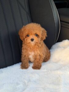 Maltipoo Puppy