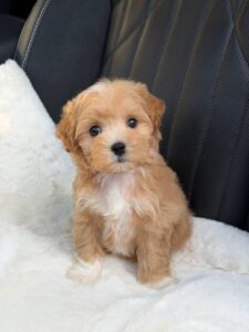 Maltipoo Puppy