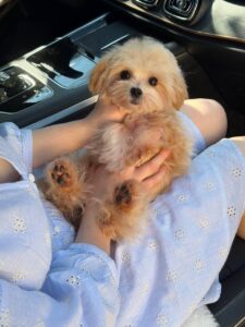 Maltipoo Puppy