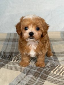 Maltipoo Puppy