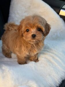 Maltipoo Puppy