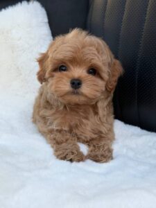 Maltipoo puppy