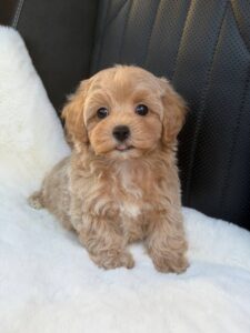 Maltipoo Puppy