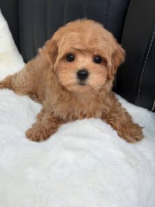 Maltipoo Puppy