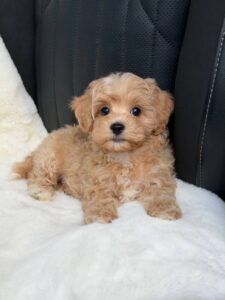 Maltipoo Pup