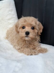 Maltipoo Puppy
