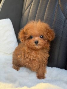 Maltipoo Puppy
