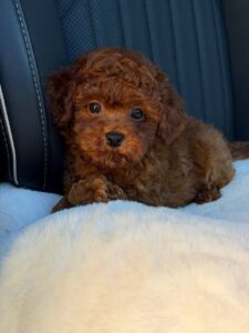 Gorgeous Maltipoo