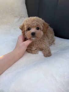 Maltipoo Puppy