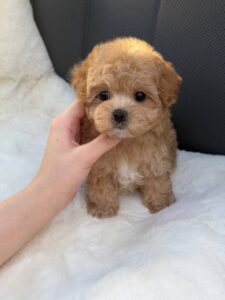 Maltipoo Puppy