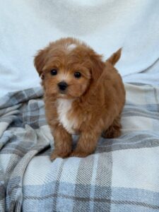 Maltipoo Puppy
