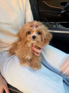 Maltipo Puppy