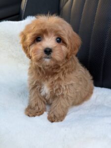Maltipoo Puppy