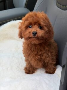 Maltipoo Pupppy