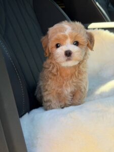 Maltipoo