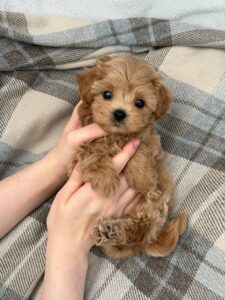 Maltipoo