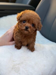 maltipo poodle